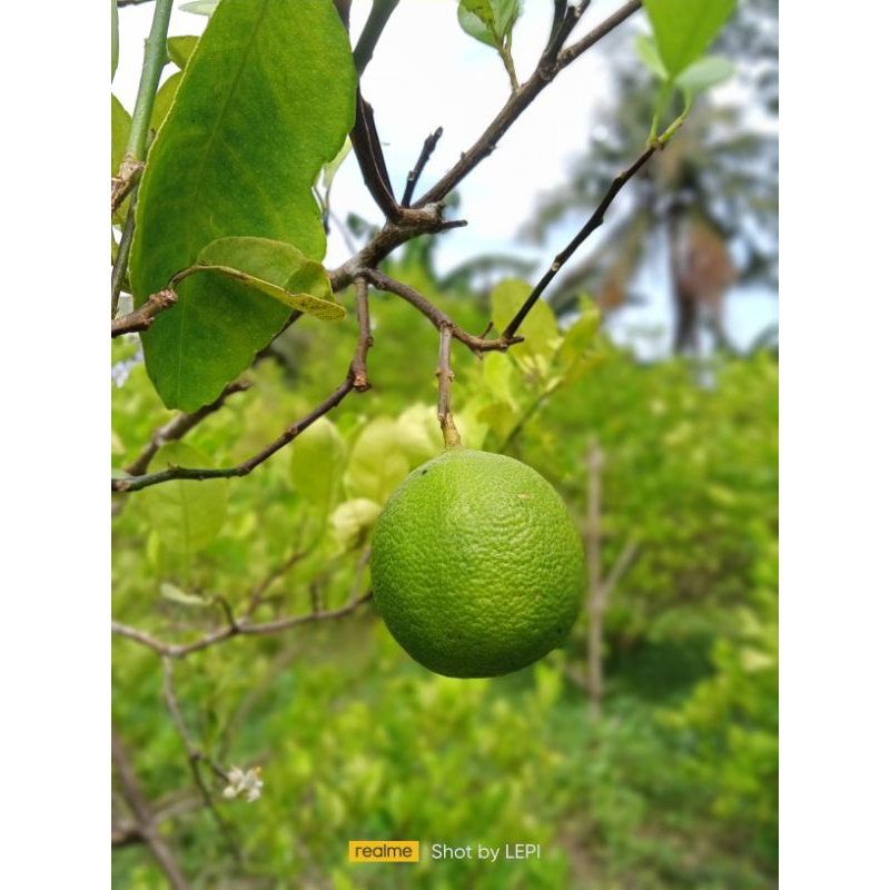 

JERUK NIPIS 1KG BARU PETIK LANGSUNG KIRIM!!!FRESH TERJAMIN!!!