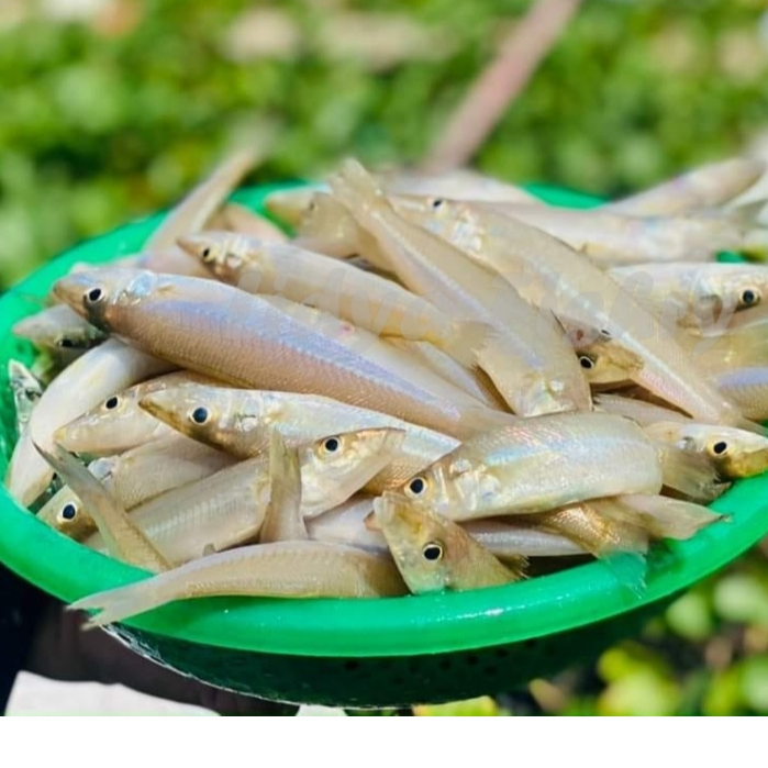

Ikan Rejung Segar Ikan Kaca Piring Ikan Laut Basah Segar 1Kg