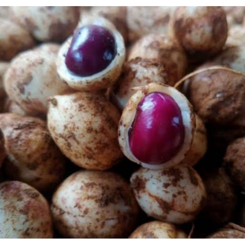 

kacang Bogor | banten | polong