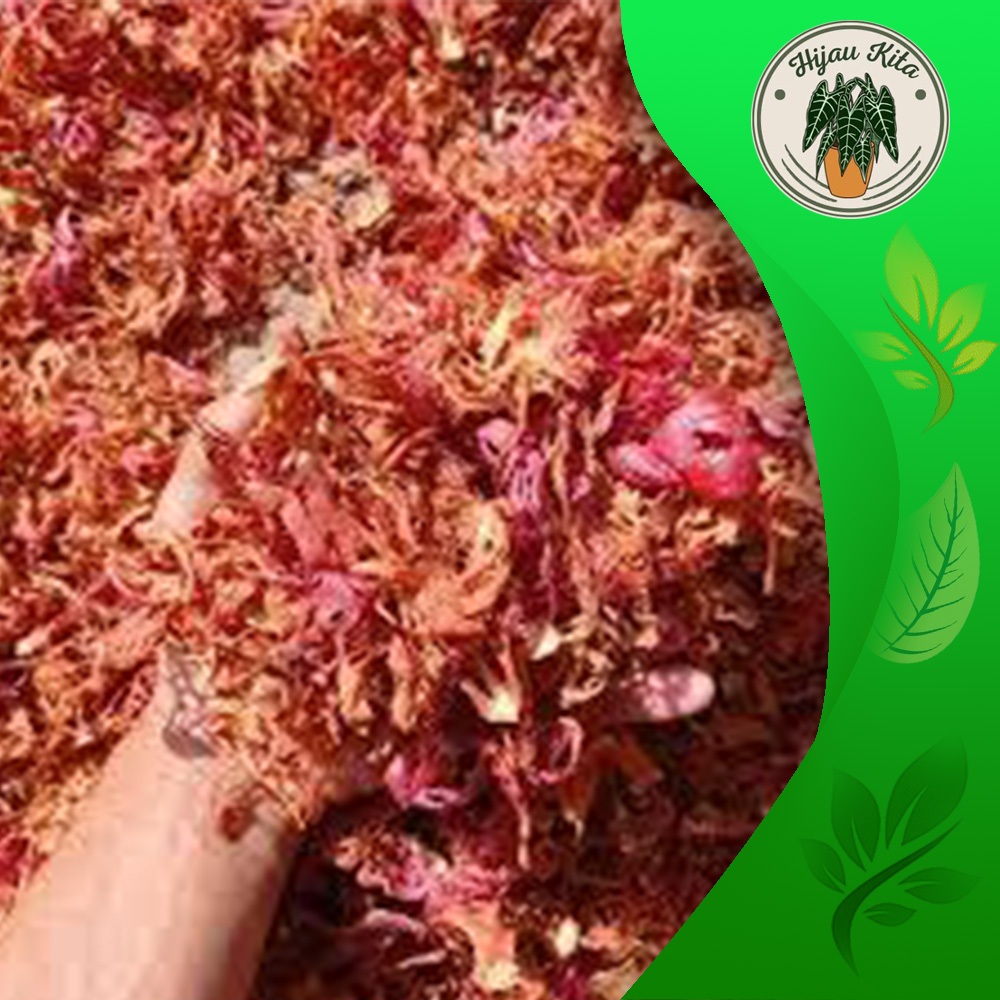 

Jual bunga pala kering 1kg-fuli-sempra kering