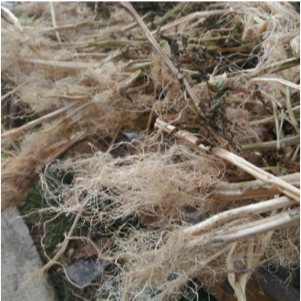 

akar ciplukan kering 250gr