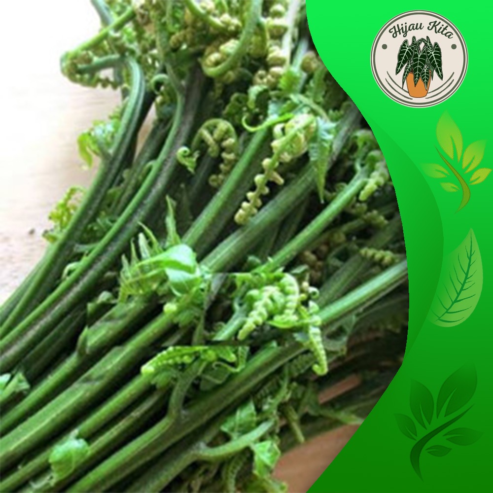 

sayur pakis siap tumis per500 gr