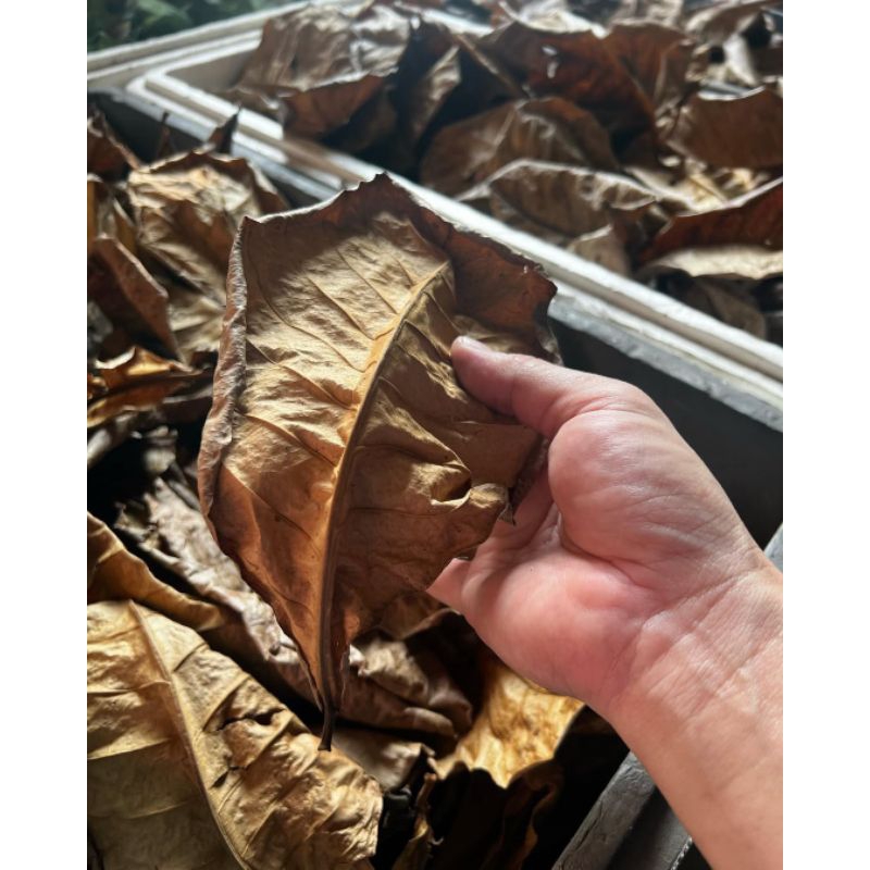 

DAUN KATAPANG,laut