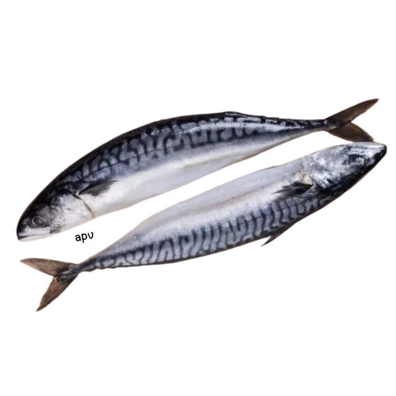 

ikan mackerel/makarel/makerel segar fresh 1 kg