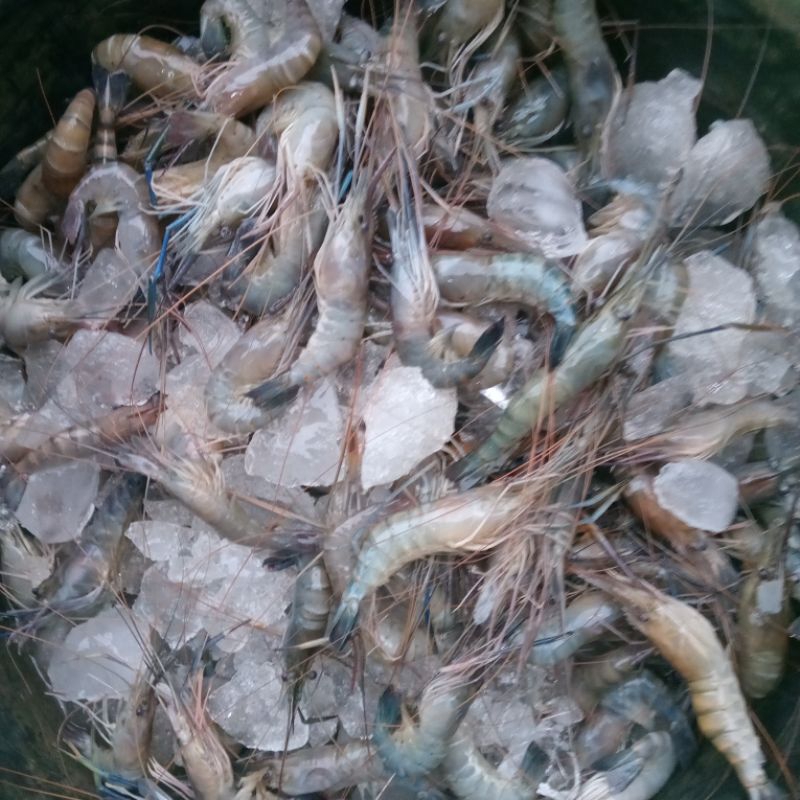 

udang segar sudah Basiang 1kg khusus instand