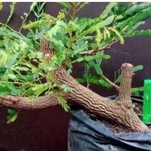 bibit tanaman asam jawa dongkelan batang besar rimbun bercabang bahan bonsai herbal banyak manfaat
