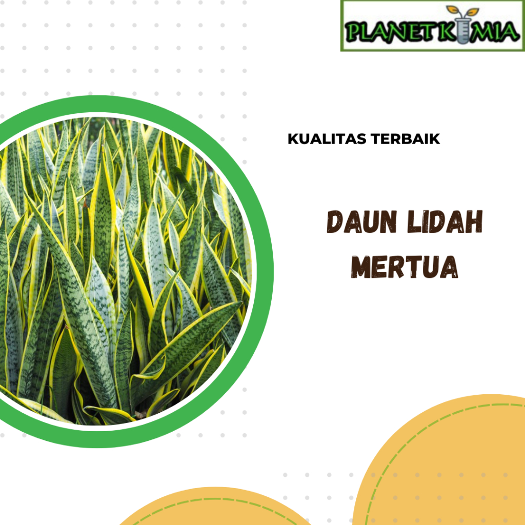 

ekstrak daun lidah mertua best product