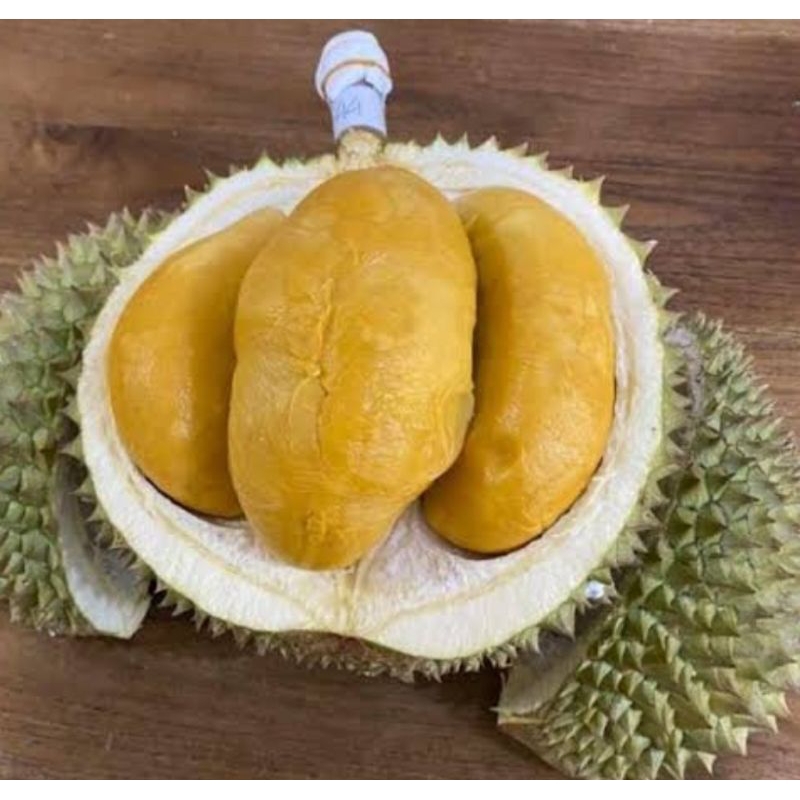 

Durian Black Thorn -- Durian Duri Hitam