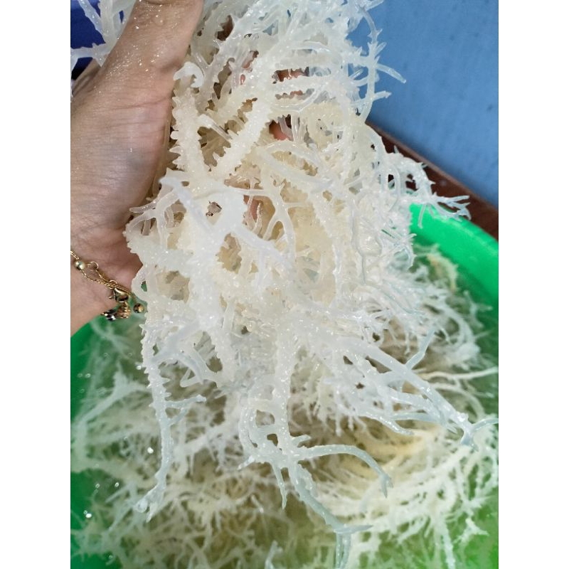 

1kg rumput laut kering normal (lembab) super premium