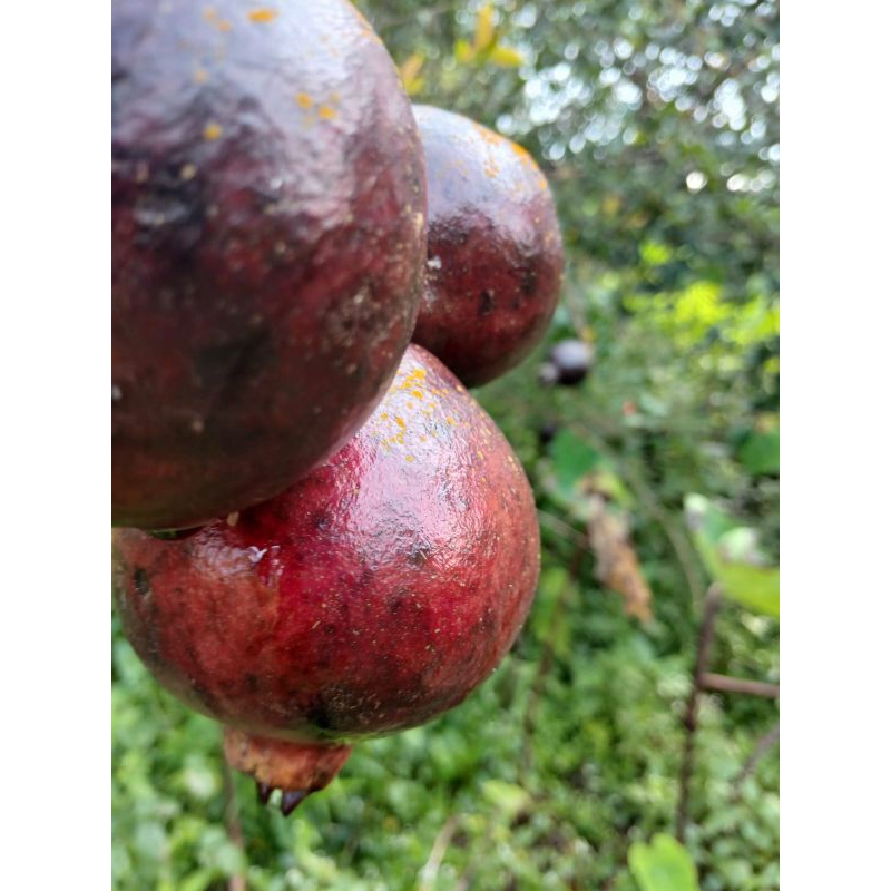 

Buah delima hitam//Buah Delima Hitam segar 1 kg//Buah Delima lokal
