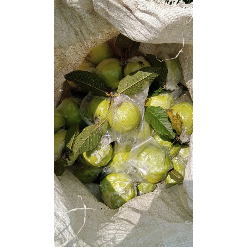 

jambu kristal kebumen grade b isi 567/kilo