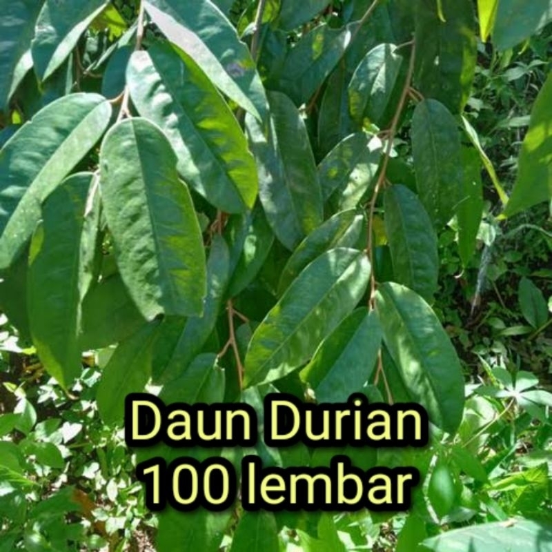 

Daun durian segar fress 100 lembar
