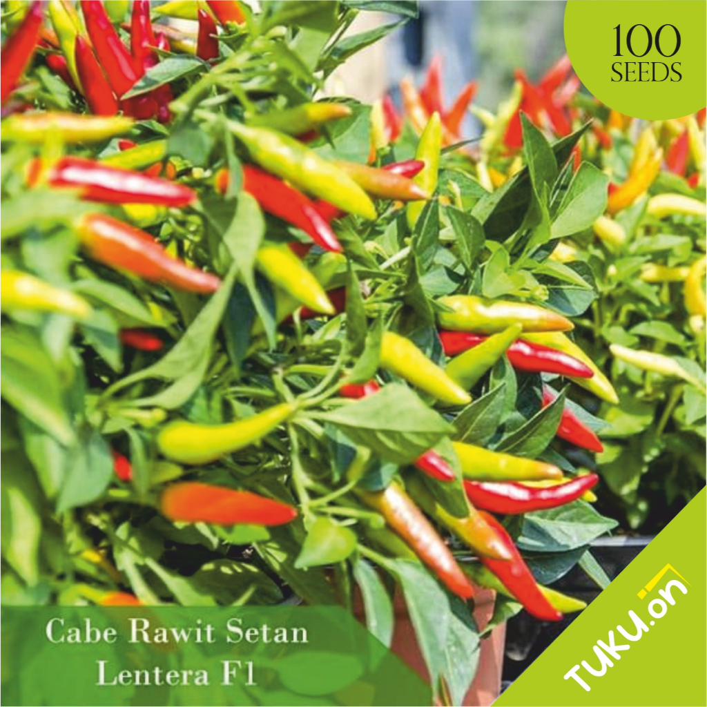 Cabe Rawit Setan F1/benih cabe rawit super pedas 100biji