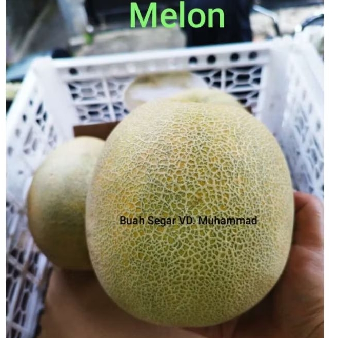

Melon berat 1 kiloan