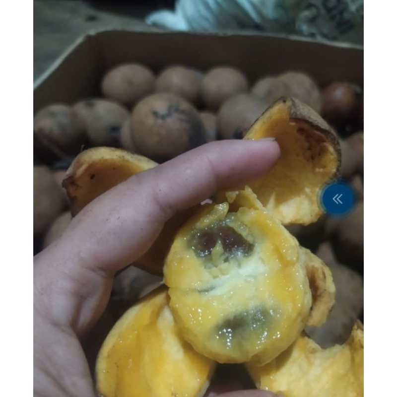 

Buah kepel/Buahny ningrat 500grm