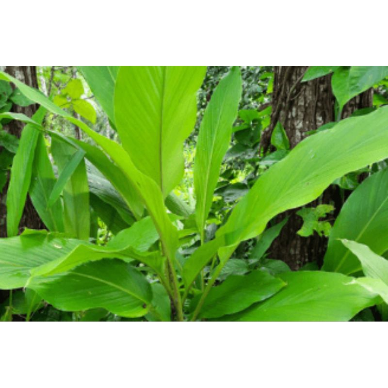 

Daun kunyit asli / kunyit kuning / 1pcs