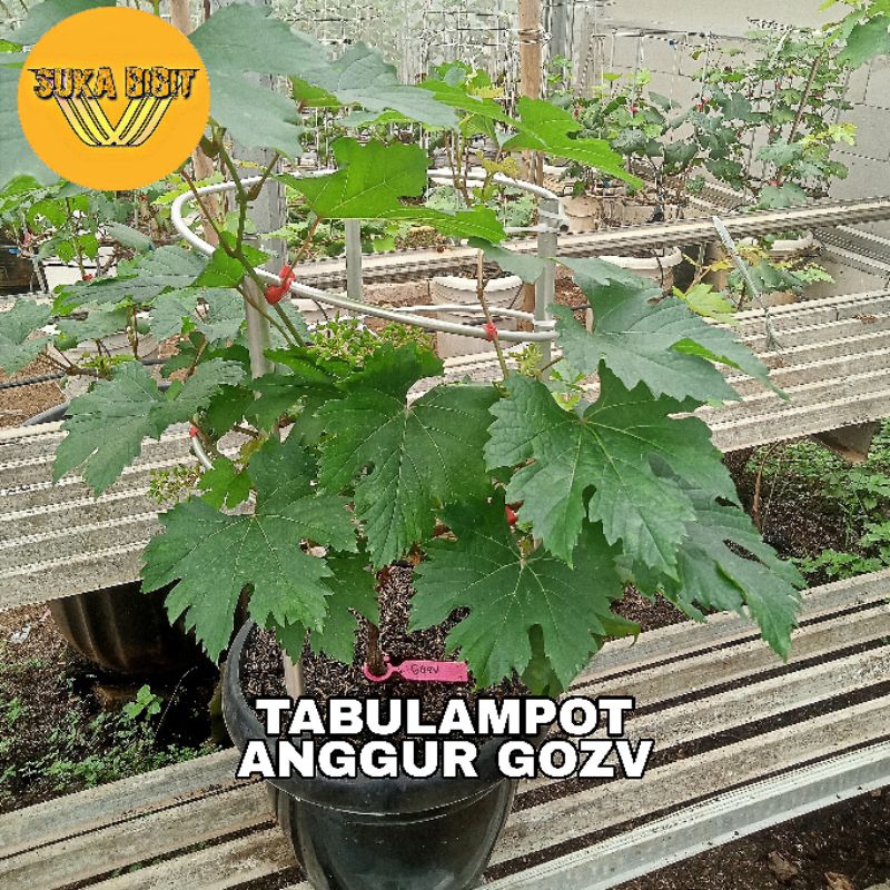 Tabulampot Anggur GOZV - SUDAH BERBUAH