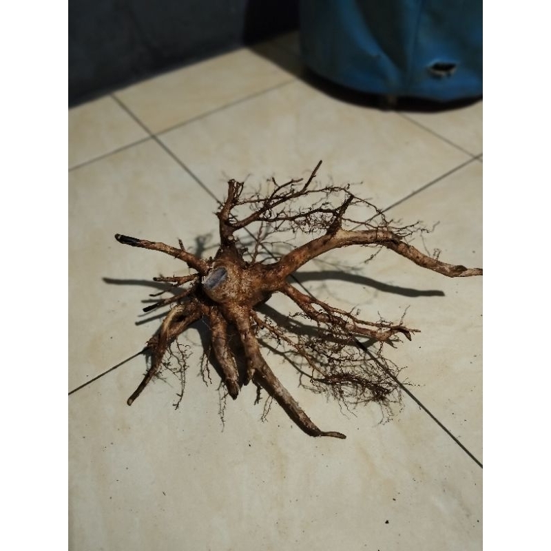 Aquascape hiasan Aquarium bahan bonsai mini