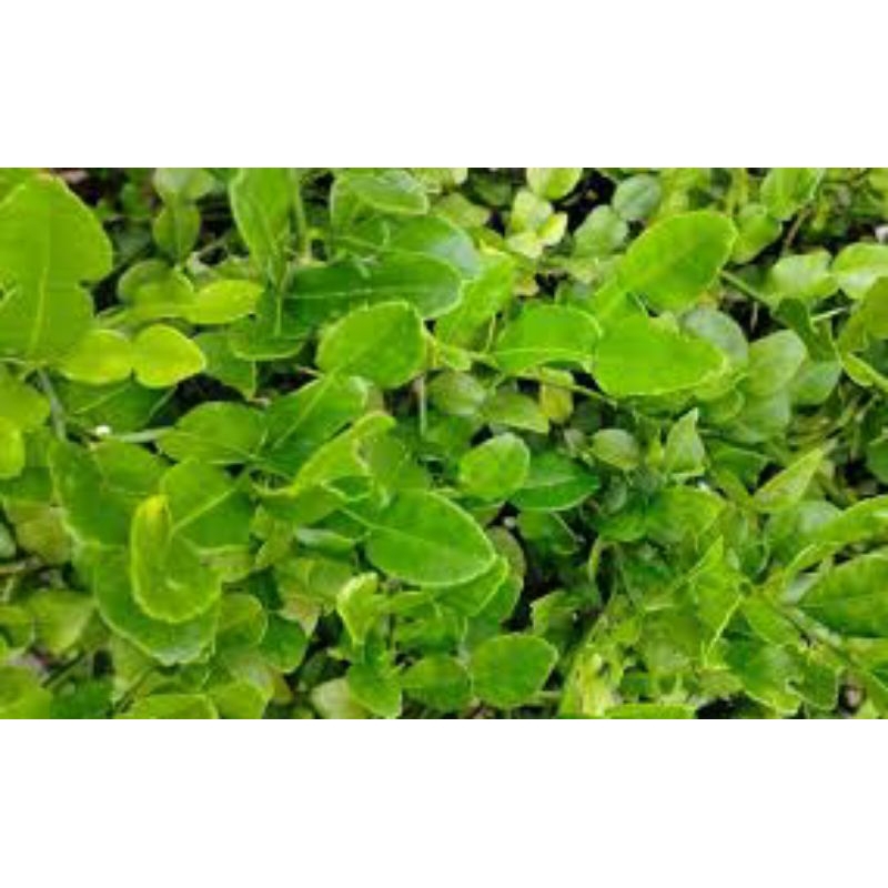 

daun jeruk segar petik