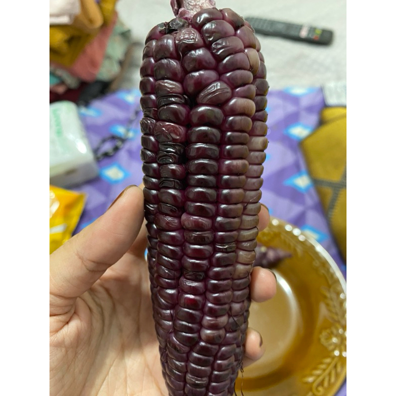 

jagung ketan ungu