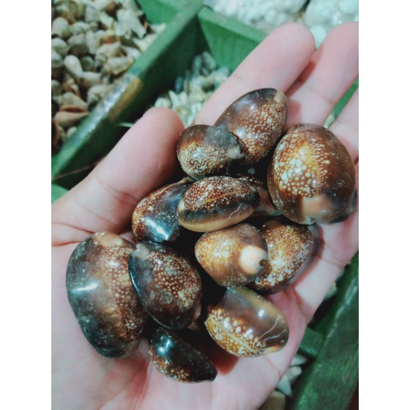 Kerang kuwuk hitam - kerang kuwuk - cangkang kerang - kerang kewuk hitam - bahan kerajinan - perleng