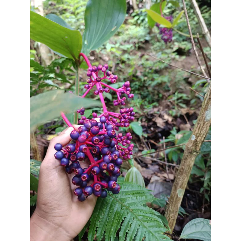 

parijoto Muria 500 gram