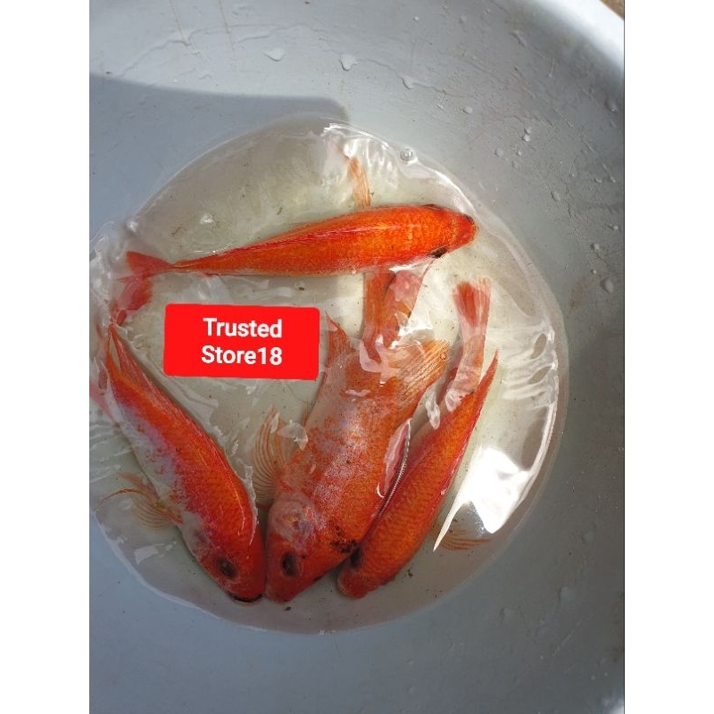 Anak Bibit Ikan Nila Merah Super 3 Jarian