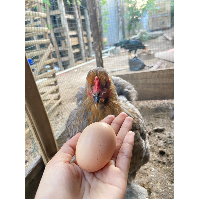 Telur fertil ayam brahma