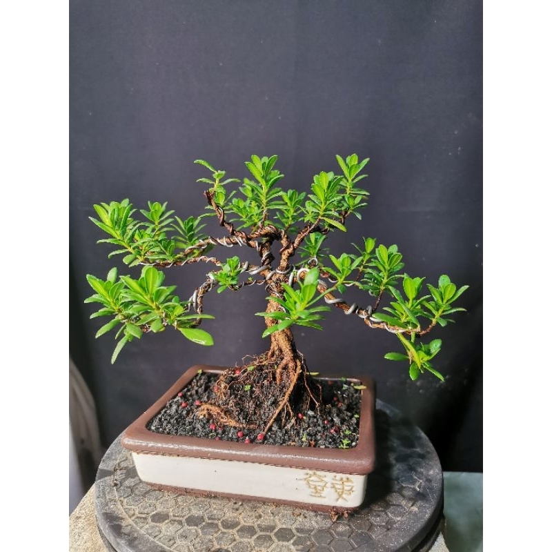 Santigi Mame / Bonsai Santigi