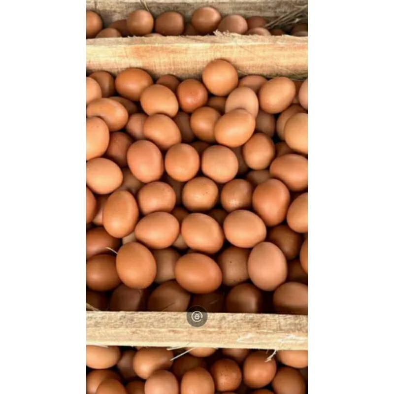

telor segar dari peternakan