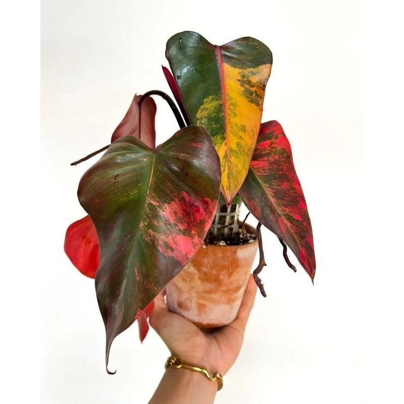 philodendron strawberry shake