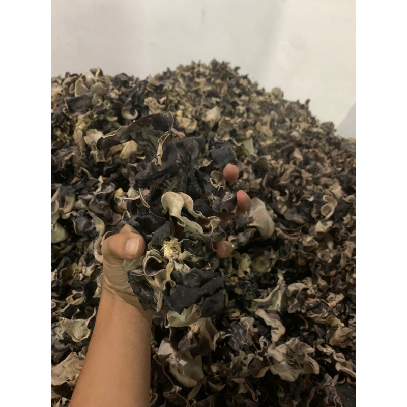 

jamur kuping kering, jamur hitam, lember hitam 1 kg Besar kecil (tidak busuk saat di rendam)