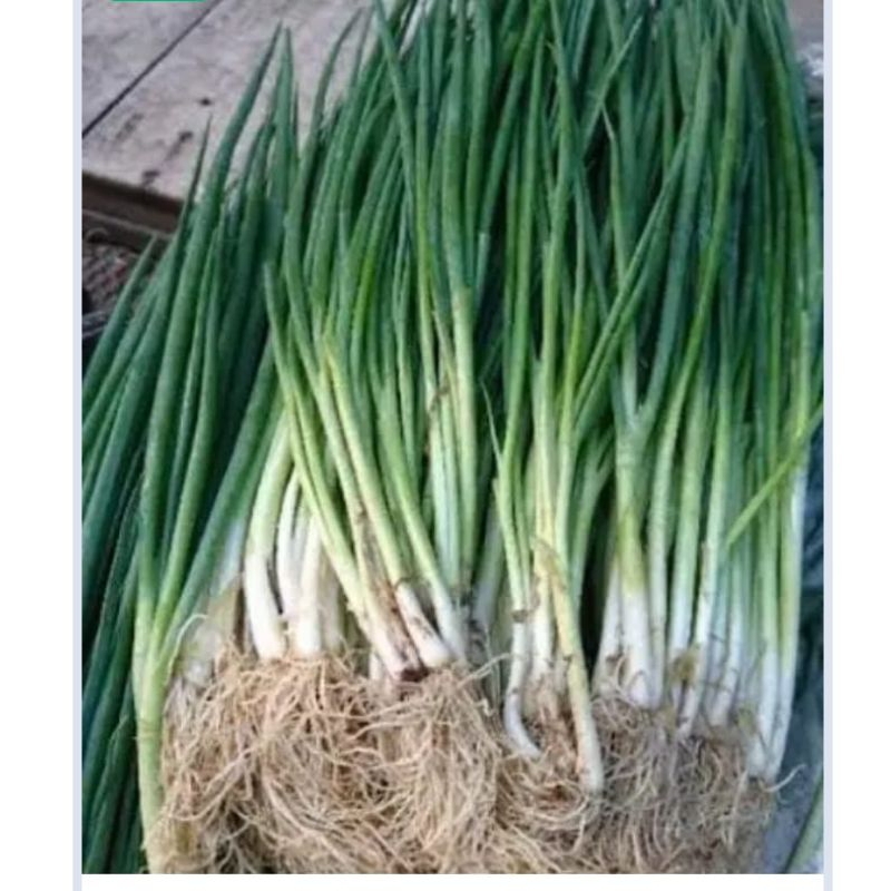 

Bawang Daun Segar, Langsung Petik dari Kebun