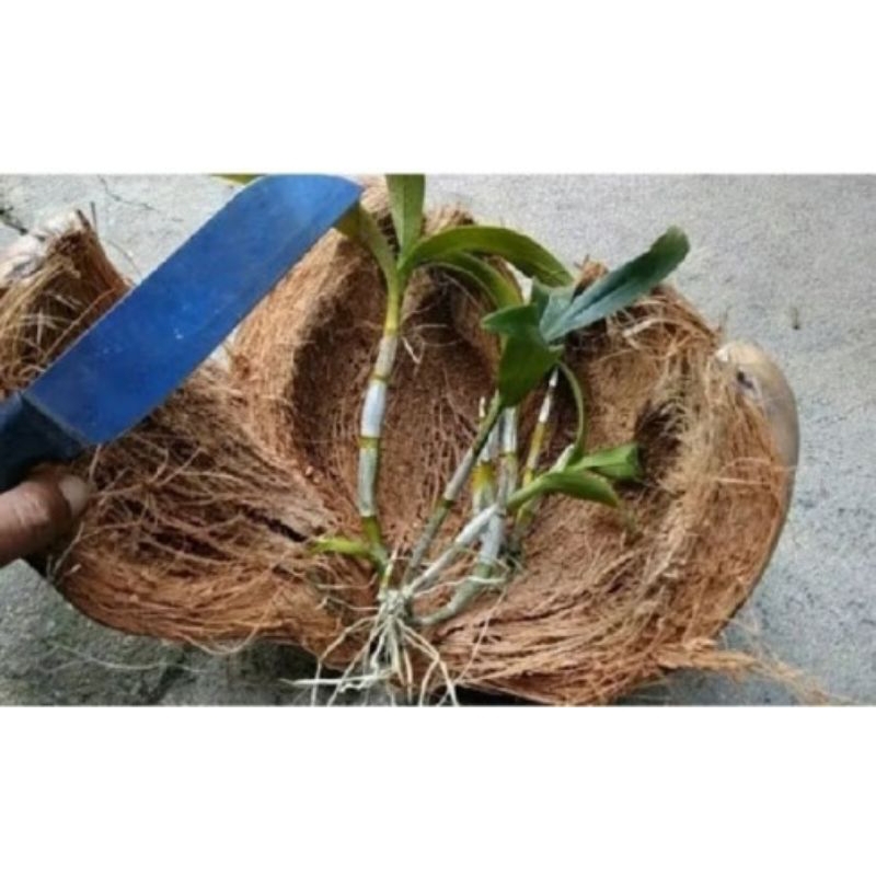 Media Tanam sabut kelapa utuh/ Serabut Kelapa Media Tanam Anggrek