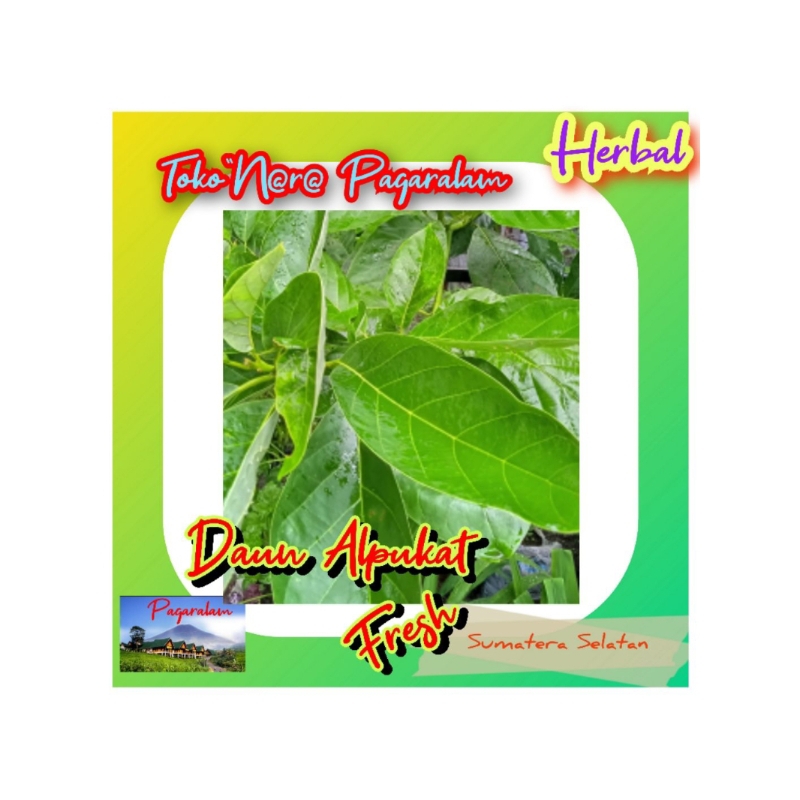 

daun alpukat segar per 100 lembar, obat herbal murah