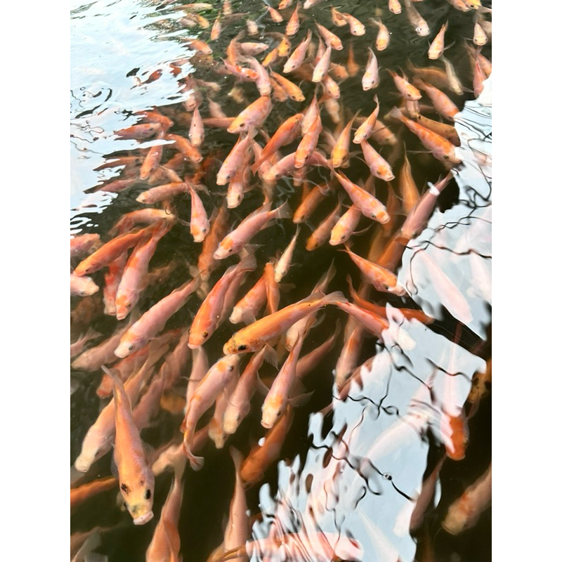 Bibit Ikan Nila Merah Bangkok Grade 1 Paket 300 rb Uk 2-3 Jari Full