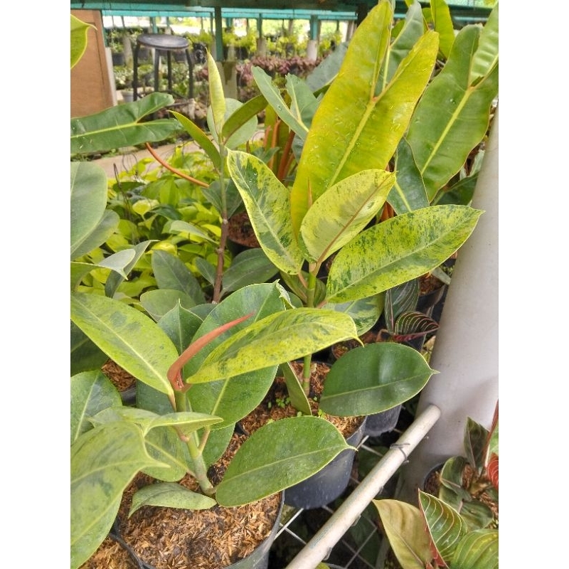 tanaman hias karet kebo/ficus elastica yellow var