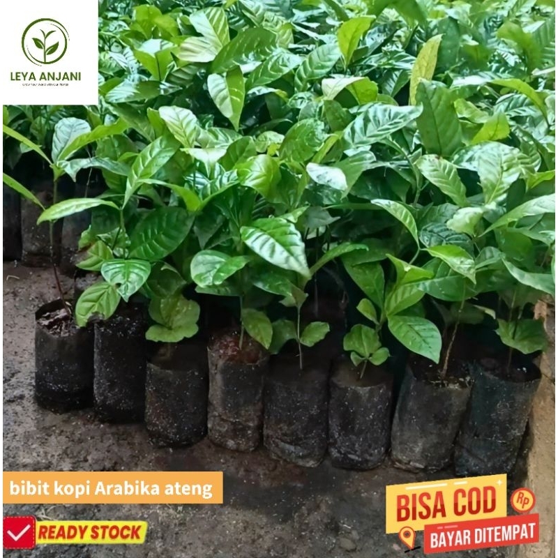 50 paket bibit kopi Arabika Ateng Unggul