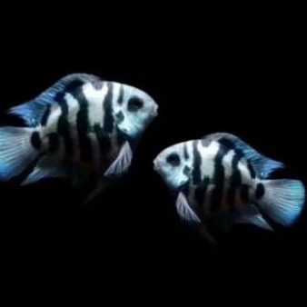 ikan hias blue polar / ikan hias aquascap / ikan hias air tawar