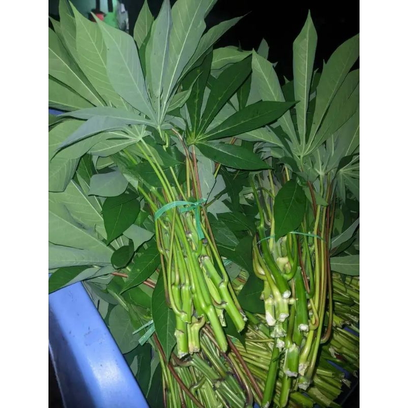 

Ready Termurah Daun Singkong Muda segar 500gram