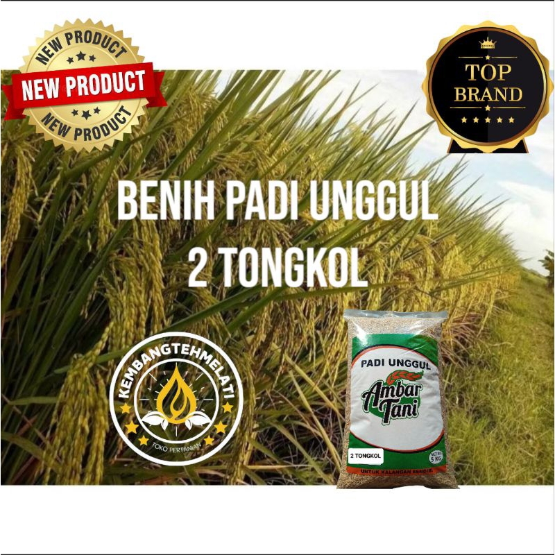 PADI BIBIT PADI 2 TONGKOL KEMASAN 5KG