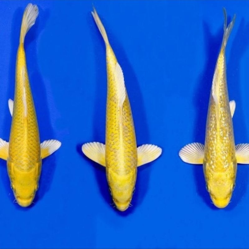 KOI BANANA OGON SIZE 20-25CM SUPER BERQUALITY BLITAR GRADE A