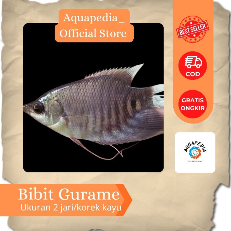 Bibit Ikan Gurame - Gurame ukuran 2 jari - Gurame Hitam - Bibit Ikan