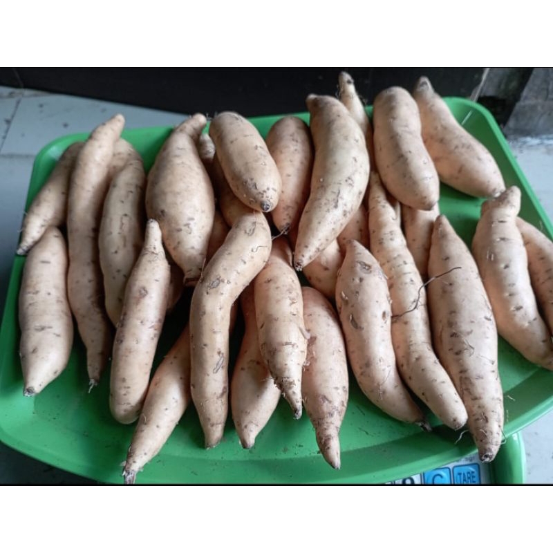 

ubi cilembu mini 5kg