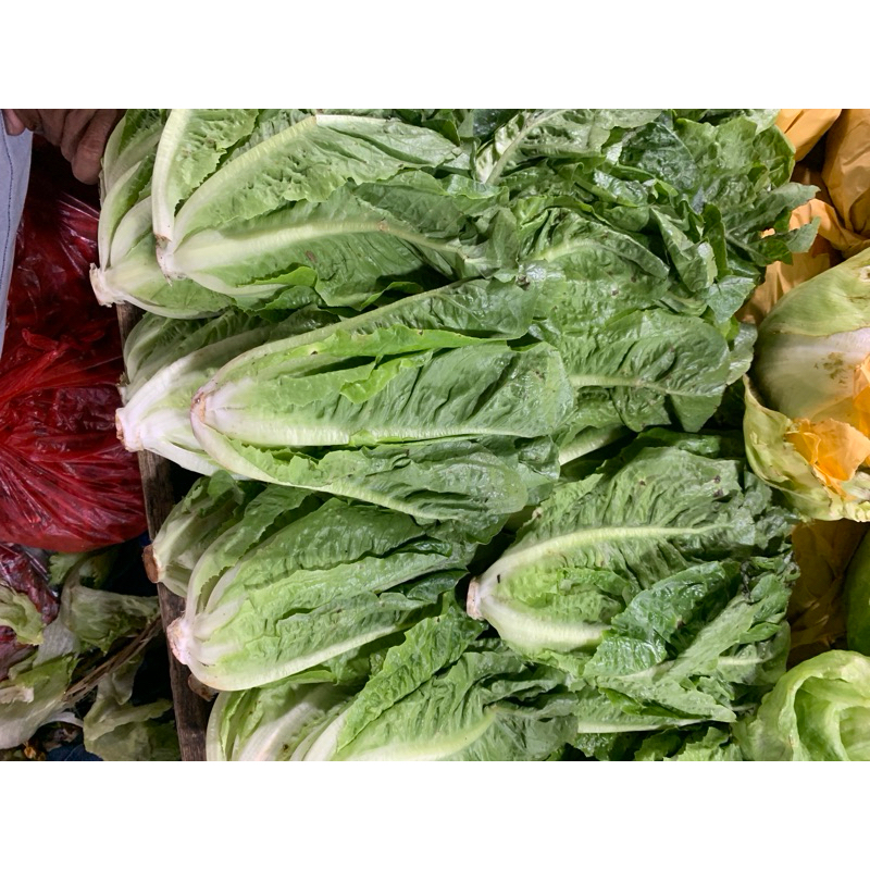 

Selada Romaine - 500gram