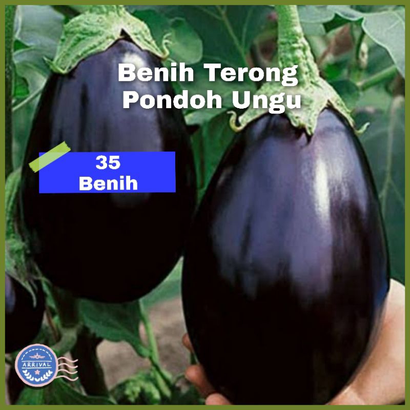 Benih Terong Pondoh Ungu Super