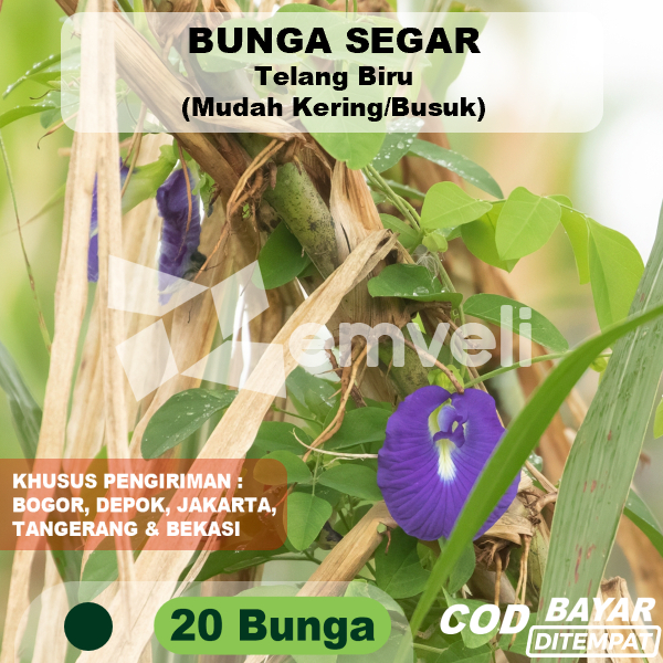 

Bunga Telang per 20 bunga fresh non pestisida obat mata mencegah rambut rontok