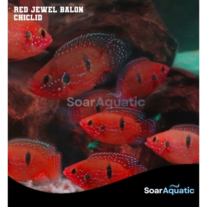 RED JEWEL SB CICHLID HIASAN AQUARIUM/AQUASCAPE