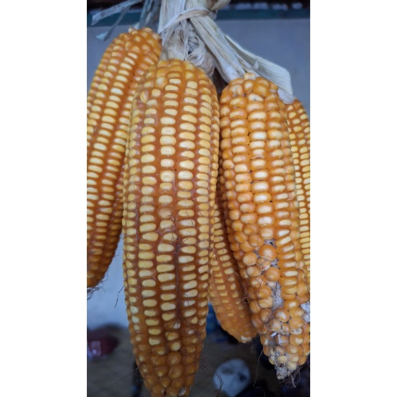 

jagung benih super (dengan tongkol)