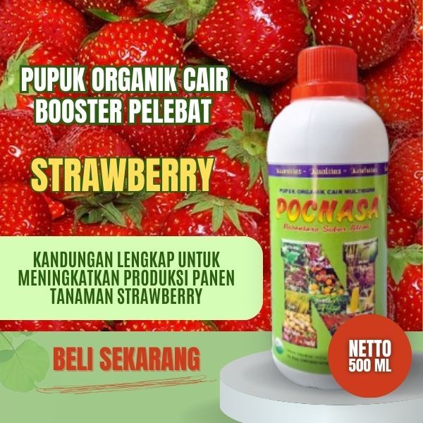 Pupuk Strawberry / Pupuk Strawberry Agar Berbuah Lebat Dan Manis / Pupuk Strawberry Cepat Berbuah